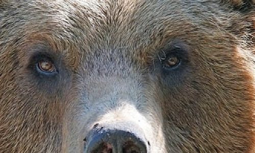 Er det farlig å møte bjørn?